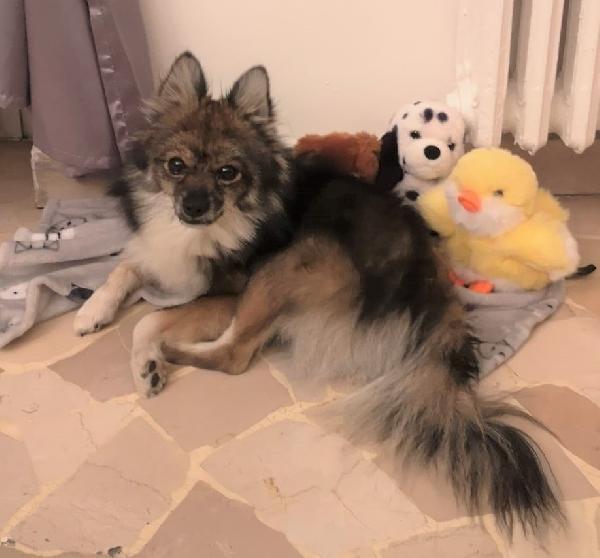 Fluffy, Dolce Volpino Italiano Cerca Casa! 